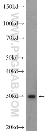 SPIN1 Antibody in Western Blot (WB)