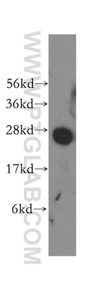 Syntaxin 8 Antibody in Western Blot (WB)