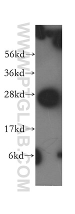 Syntaxin 8 Antibody in Western Blot (WB)