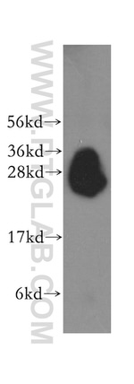 Syntaxin 8 Antibody in Western Blot (WB)