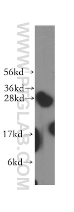 Syntaxin 8 Antibody in Western Blot (WB)