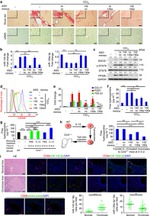 CD206 (MMR) Antibody in Flow Cytometry (Flow)