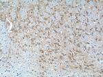 NECAB2 Antibody in Immunohistochemistry (Paraffin) (IHC (P))