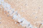 NECAB2 Antibody in Immunohistochemistry (Paraffin) (IHC (P))