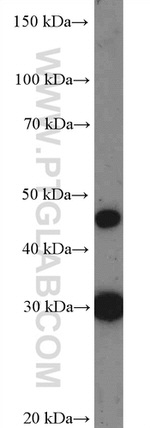 CIDEC Antibody in Western Blot (WB)