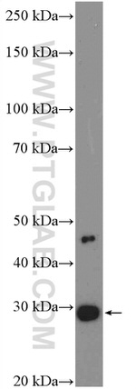 CIDEC Antibody in Western Blot (WB)