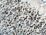 PAX6 Antibody in Immunohistochemistry (Paraffin) (IHC (P))