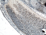 PAX6 Antibody in Immunohistochemistry (Paraffin) (IHC (P))