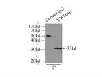 14-3-3 gamma Antibody in Immunoprecipitation (IP)