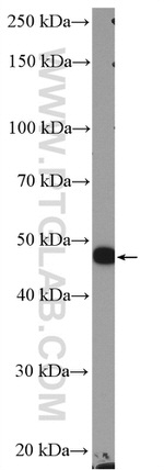 HOMER1 Antibody in Western Blot (WB)