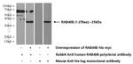 RAB40B Antibody in Western Blot (WB)