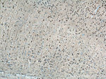 AK5 Antibody in Immunohistochemistry (Paraffin) (IHC (P))