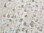 AK5 Antibody in Immunohistochemistry (Paraffin) (IHC (P))