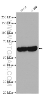 PTBP1 Antibody in Western Blot (WB)