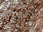 IFIT2 Antibody in Immunohistochemistry (Paraffin) (IHC (P))