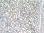 IFIT2 Antibody in Immunohistochemistry (Paraffin) (IHC (P))