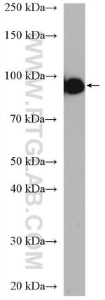 golgin 97 Antibody in Western Blot (WB)