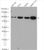 golgin 97 Antibody in Western Blot (WB)