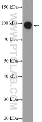 golgin 97 Antibody in Western Blot (WB)