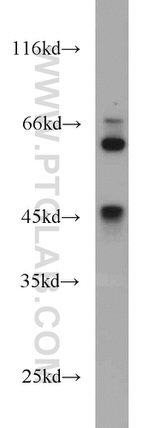 Synaptotagmin-4 Antibody in Western Blot (WB)