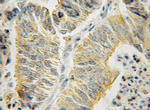 HSPA13 Antibody in Immunohistochemistry (Paraffin) (IHC (P))