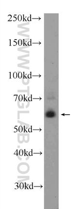 KCNV1 Antibody in Western Blot (WB)