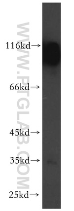 PCDHA6 Antibody in Western Blot (WB)