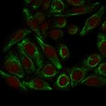 Collagen VII Antibody in Flow Cytometry (Flow)