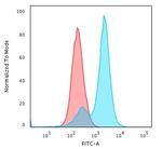 Collagen VII Antibody in Immunocytochemistry (ICC/IF)