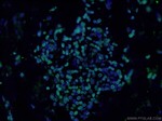 Lamin B1 Antibody in Immunohistochemistry (PFA fixed) (IHC (PFA))