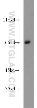 Lamin B1 Antibody in Western Blot (WB)