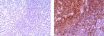 Rat IgG2a kappa Isotype Control in Immunohistochemistry (Paraffin) (IHC (P))