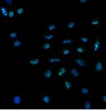 Ki-67 Antibody in Immunocytochemistry (ICC/IF)