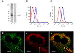 Amyloid Precursor Protein Antibody in Immunocytochemistry (ICC/IF)