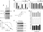 Amyloid Precursor Protein Antibody in Western Blot (WB)