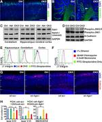 CD29 (Integrin beta 1) Antibody in Flow Cytometry (Flow)