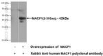 MACF1 Antibody in Western Blot (WB)