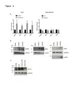 EphB2 Antibody in Western Blot (WB)