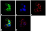 Zap-70 Antibody in Immunocytochemistry (ICC/IF)