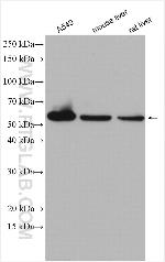 UGDH Antibody in Western Blot (WB)