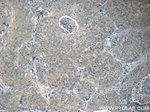 SIRT1 Antibody in Immunohistochemistry (Paraffin) (IHC (P))