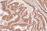 SIRT1 Antibody in Immunohistochemistry (Paraffin) (IHC (P))