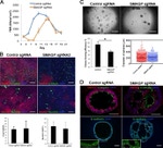 FOXJ1 Antibody in Immunohistochemistry (IHC)