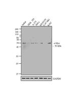 c-Myc Antibody in Western Blot (WB)