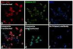 c-Myc Antibody in Immunocytochemistry (ICC/IF)