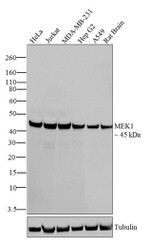 MEK1 Antibody in Western Blot (WB)