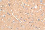 OXR1 Antibody in Immunohistochemistry (Paraffin) (IHC (P))