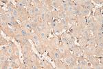 BST2 Antibody in Immunohistochemistry (Paraffin) (IHC (P))