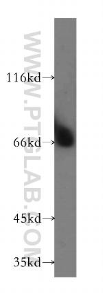 TXNDC3 Antibody in Western Blot (WB)