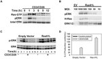 ERK1/ERK2 Antibody in Western Blot (WB)